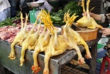 Hà Nội chưa phát hiện gà thịt sẵn có phẩm màu kiềm 